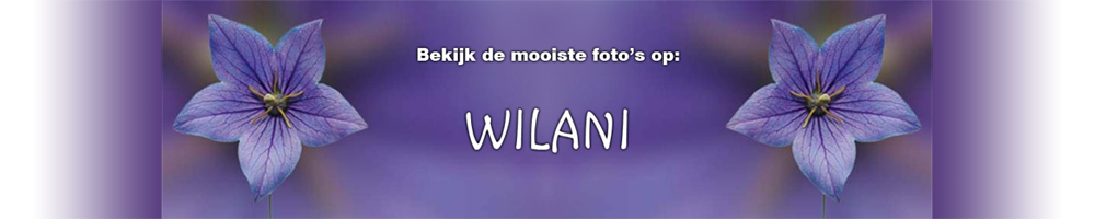 Wilani